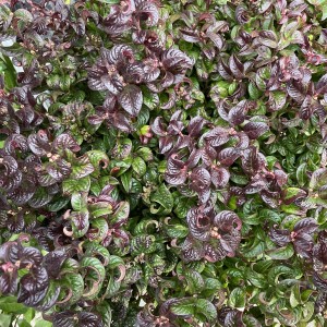 LEUCOTHOE CURLY RED 12ltr